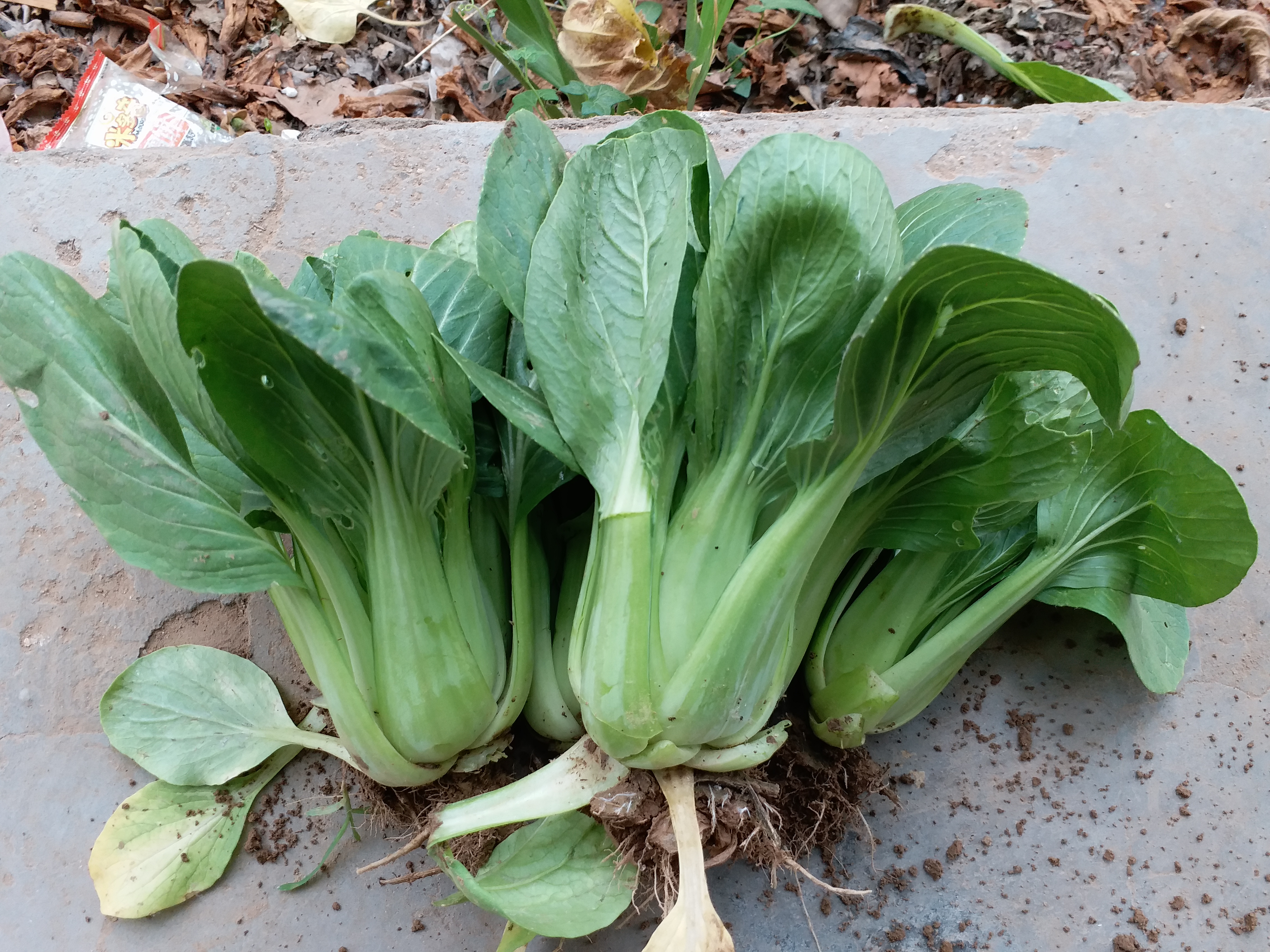 南方油白菜 2~3两