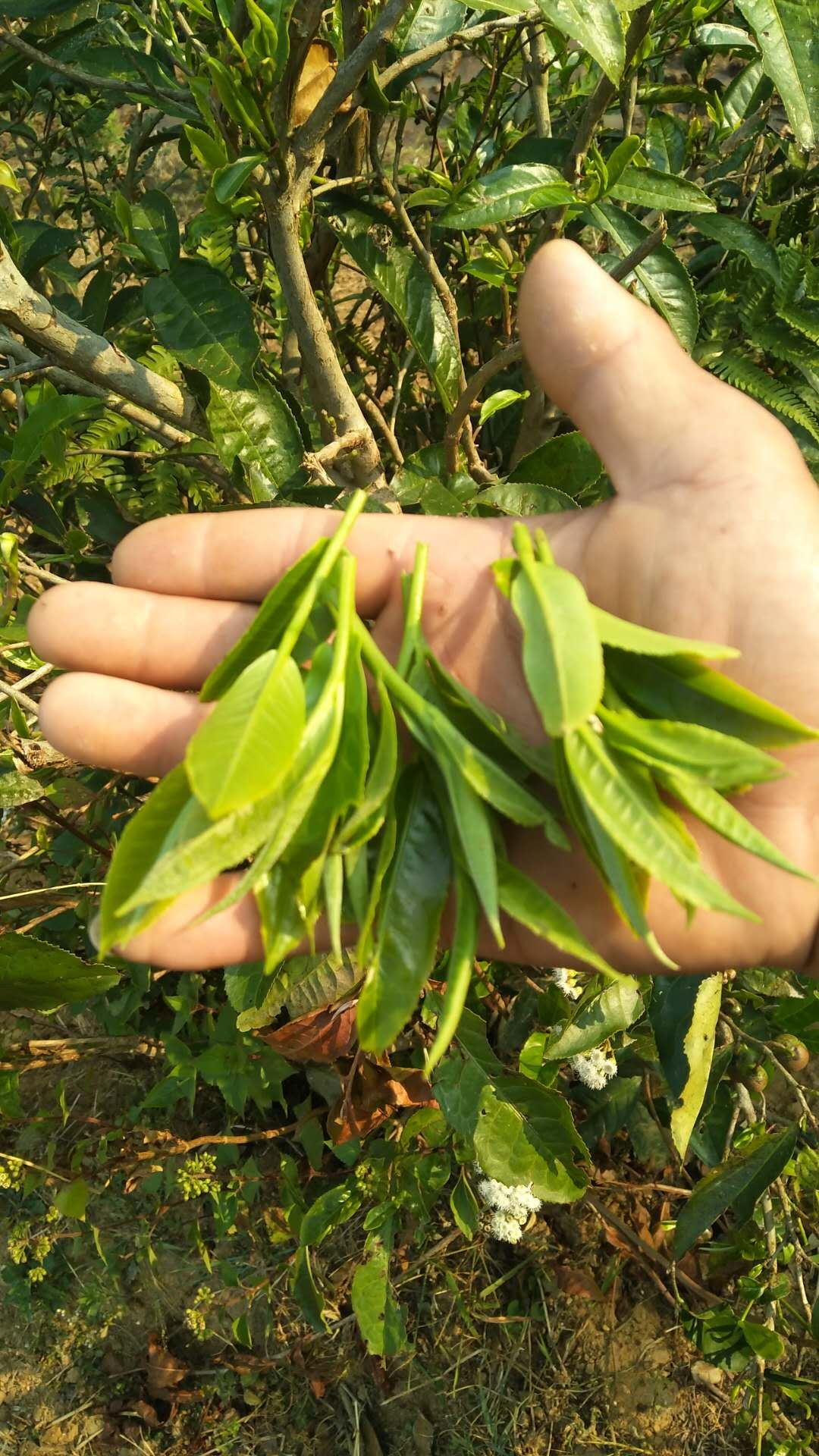 广东清远市英德市茶花茶最新产地行情趋势|产