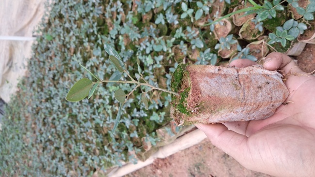 山豆根苗