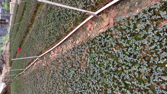 山豆根苗