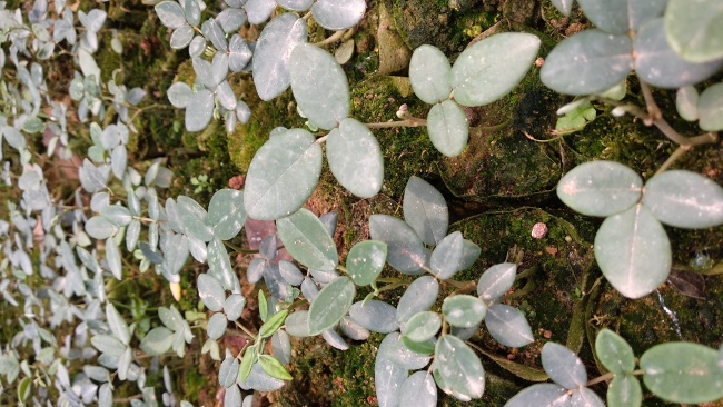 山豆根苗