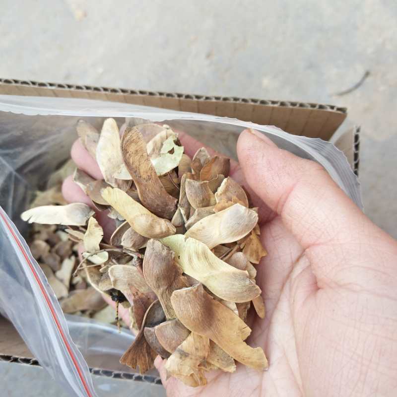 枫树种子