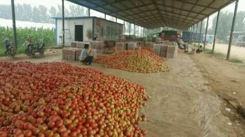 以色列西红柿 不打冷 硬粉 通货