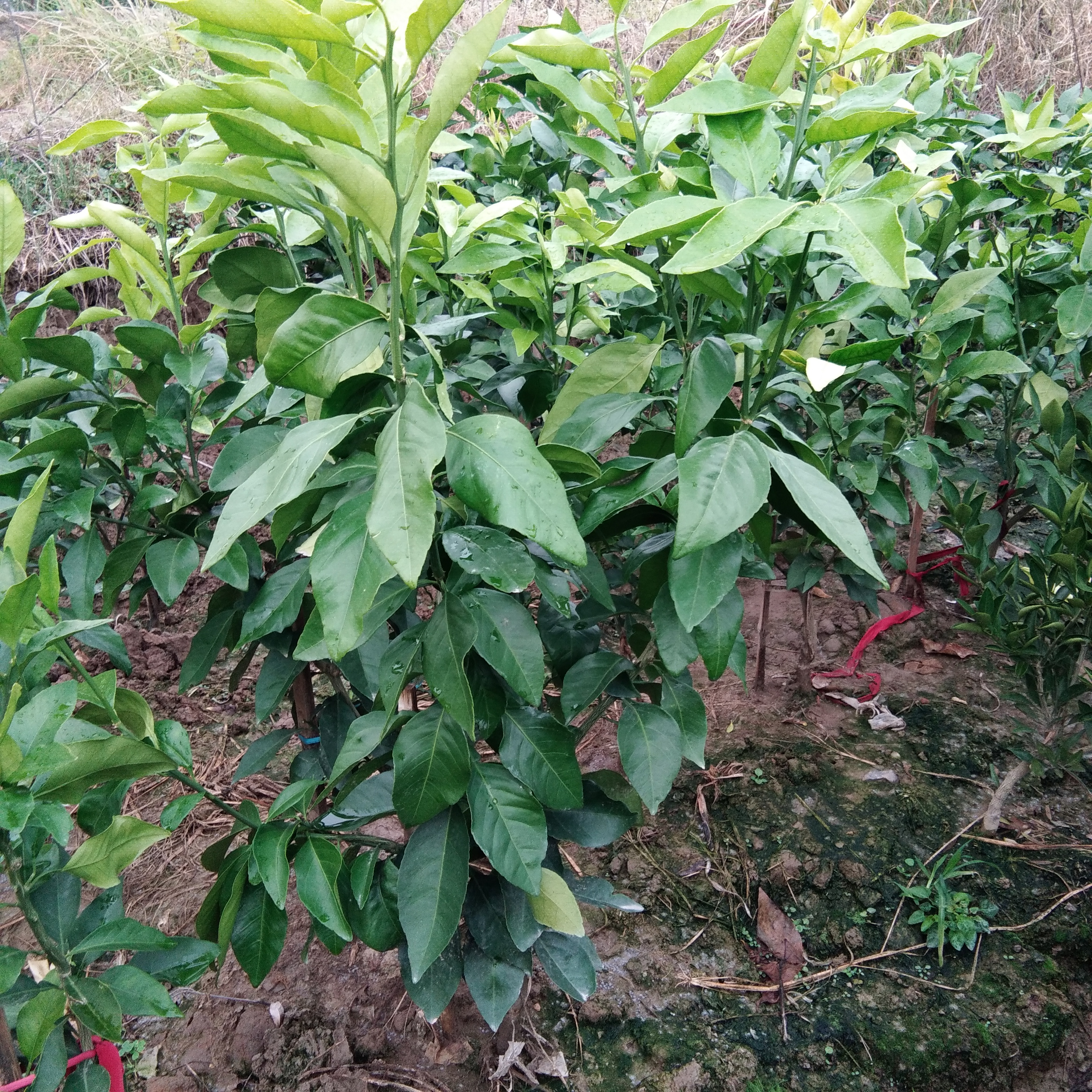 红美人柑桔苗 移栽苗 0.35~0.5米