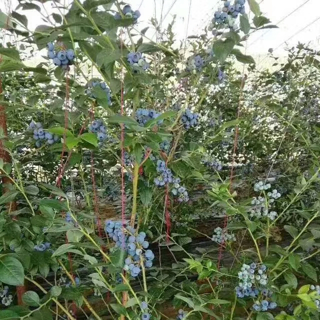 本基地大量供应优质蓝莓苗,有蓝丰,莱克西,杜克,薄雾,绿宝石等