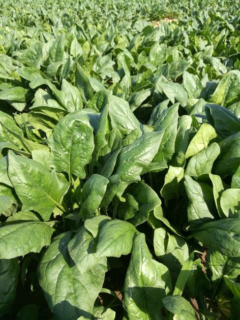 大叶菠菜 20~25cm图片