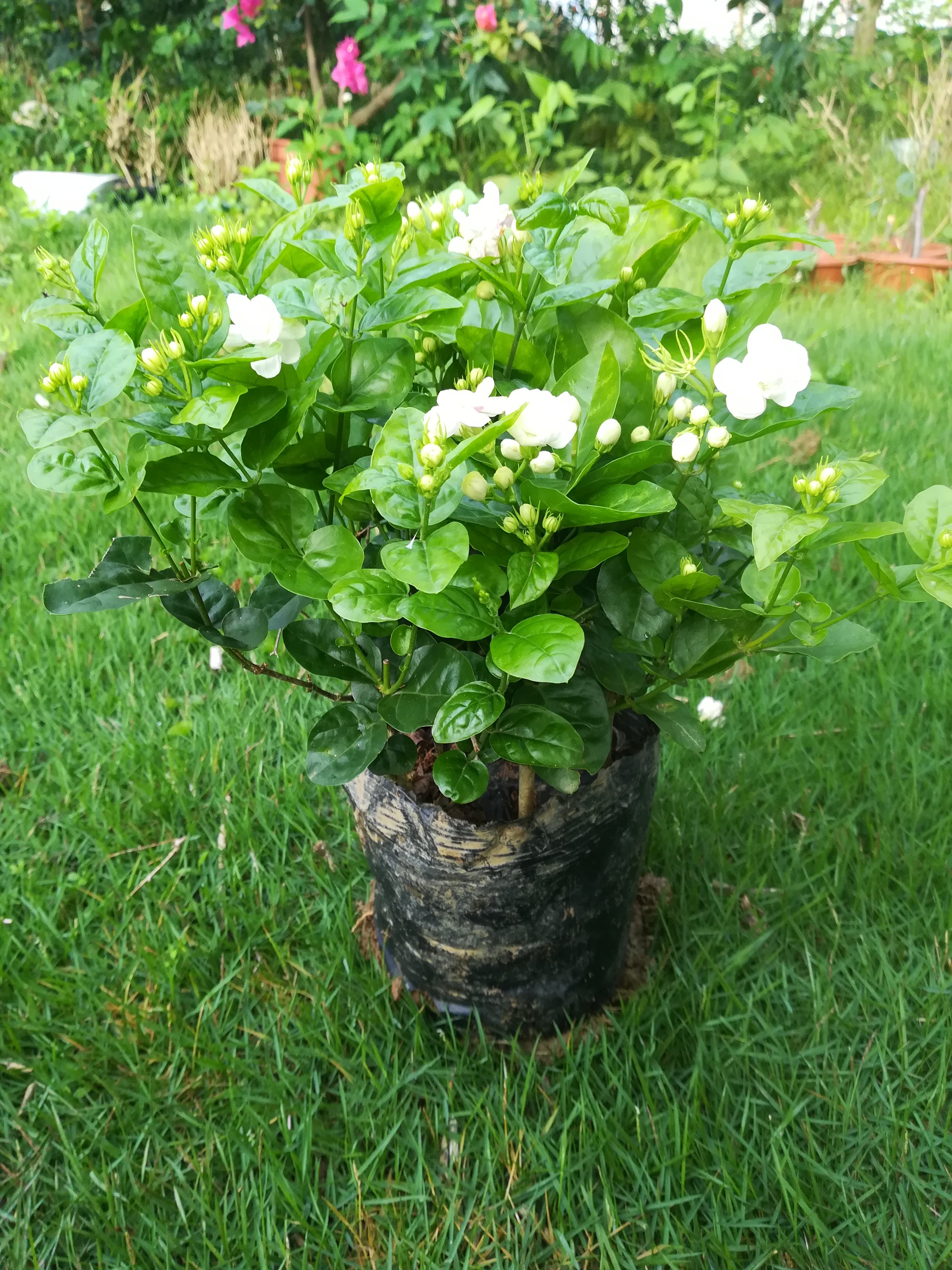 重瓣茉莉