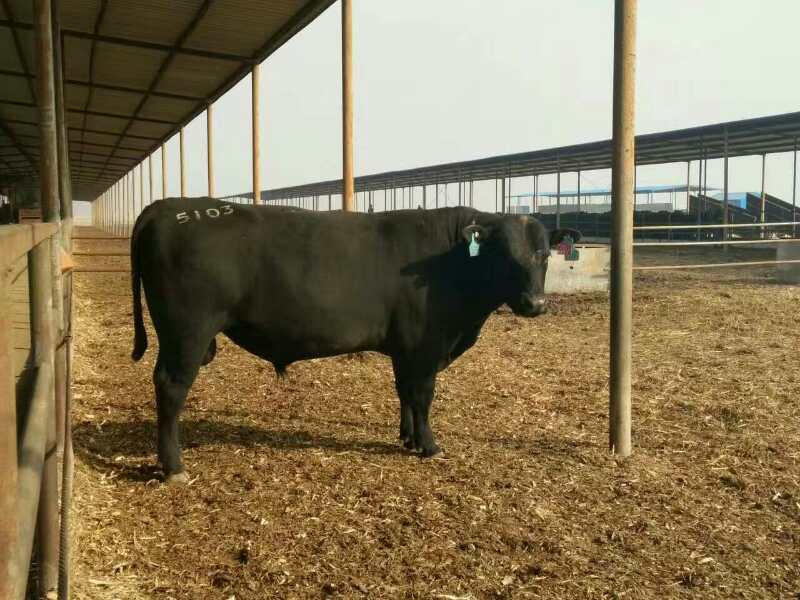 安格斯牛 800-1000斤 母牛