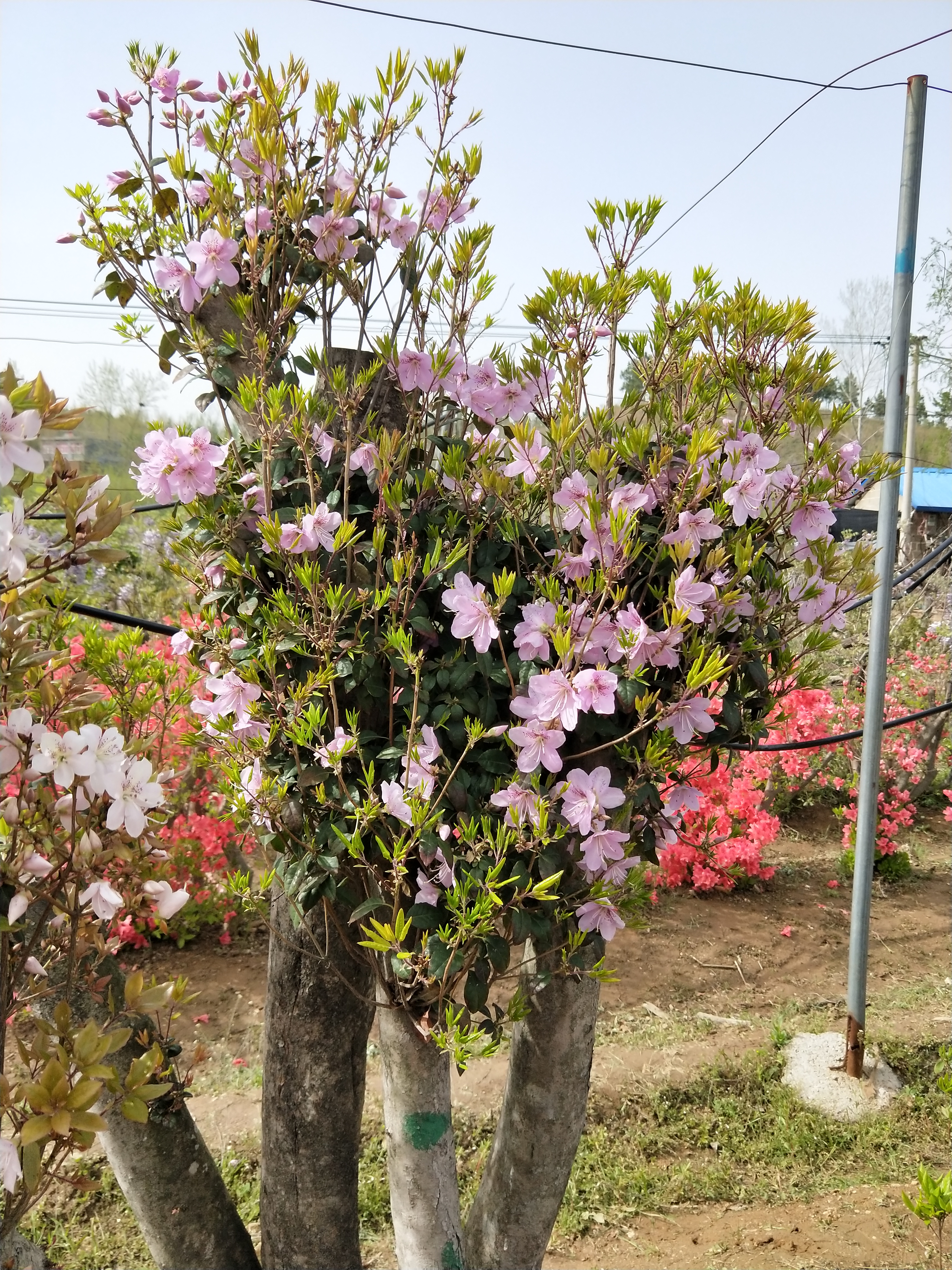 马银花 2.0~2.5米