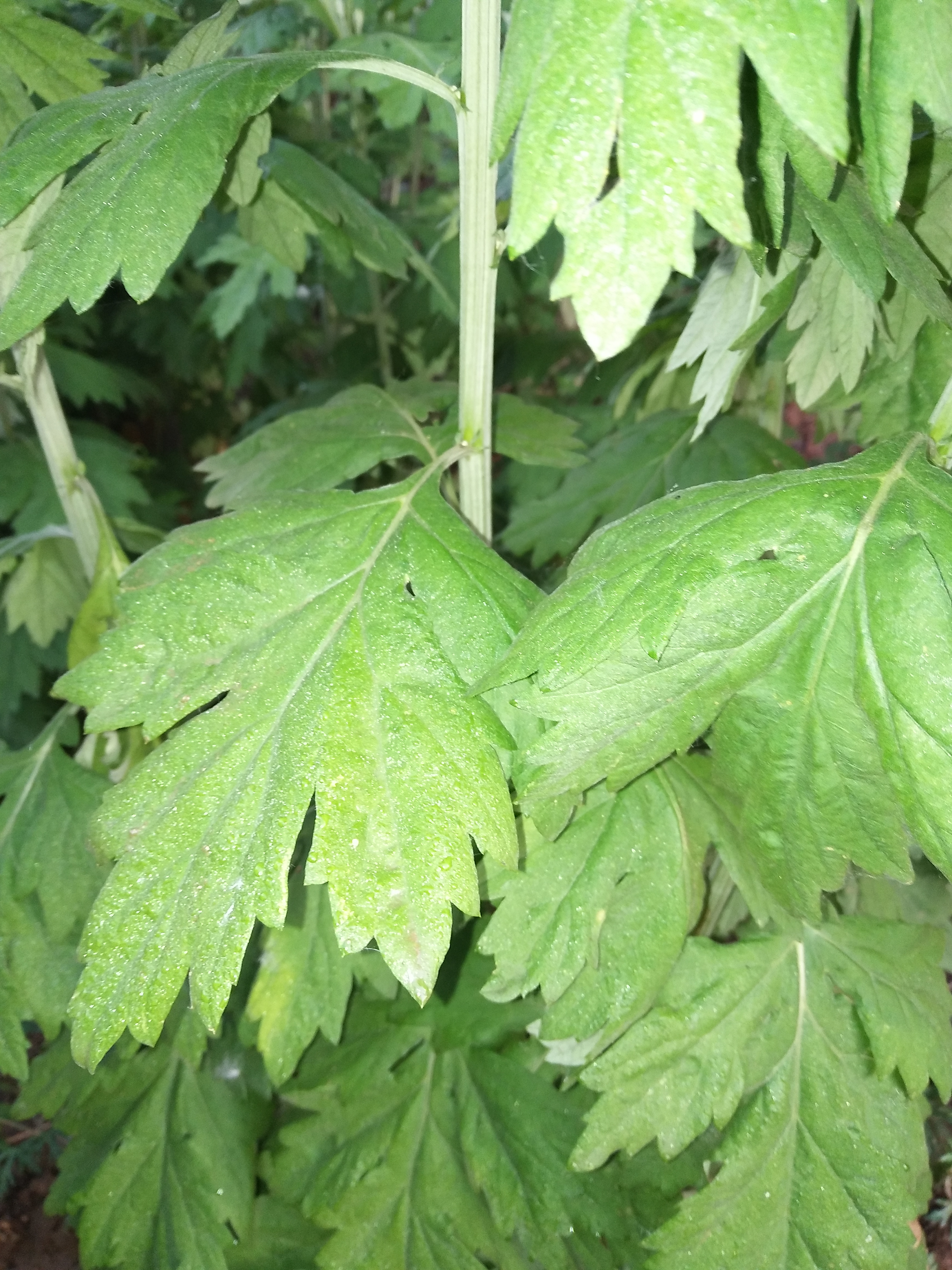 出售艾根,艾苗,南阳宛艾,五叶艾,大叶艾,蕲艾,野生艾草纯手工