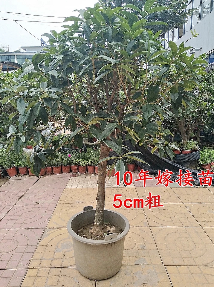 四季桂