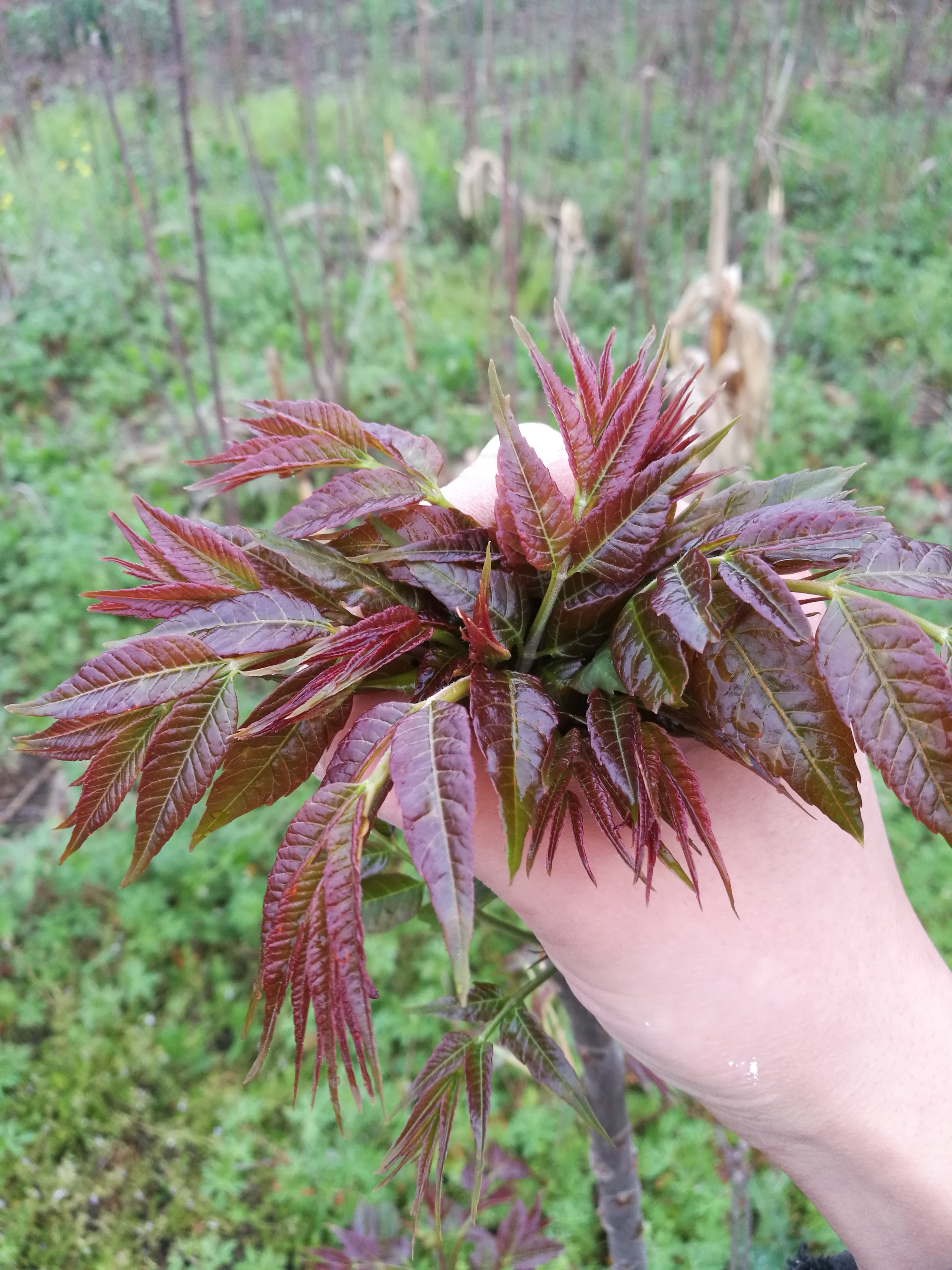 红油香椿芽 露天种植 箱装 一级