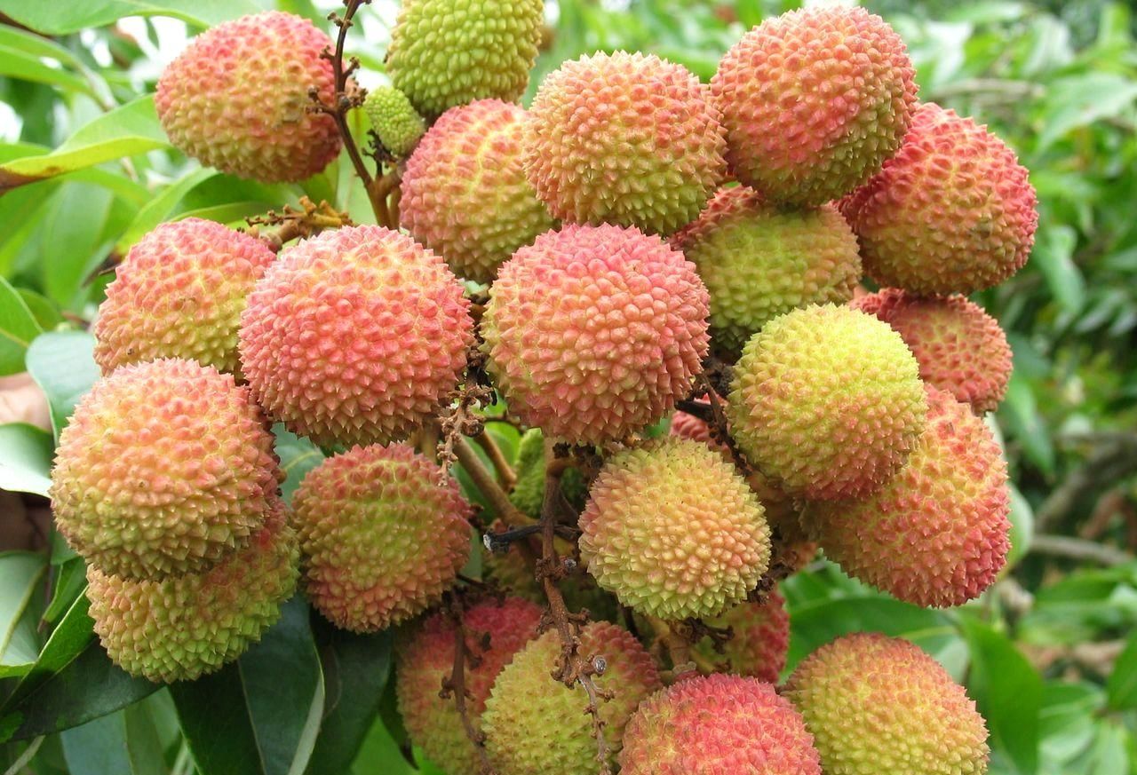 妃子笑荔枝 2cm