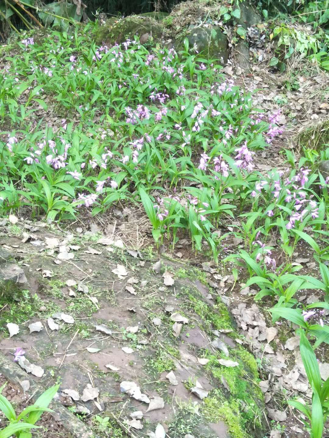 野生白芨野生白芨纯野生白芨,重要的事情说三遍,假一陪百,10金