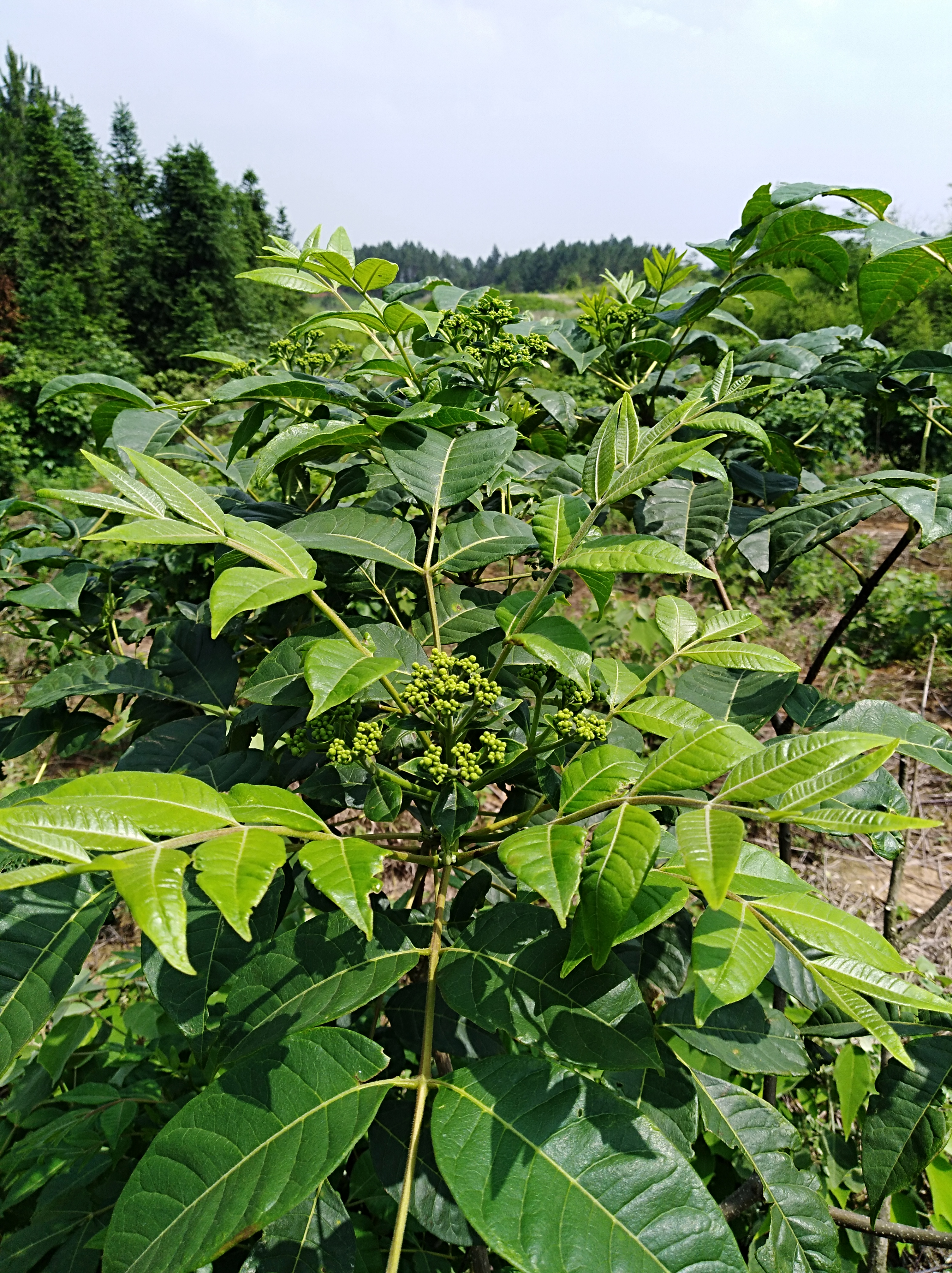 吴茱萸 