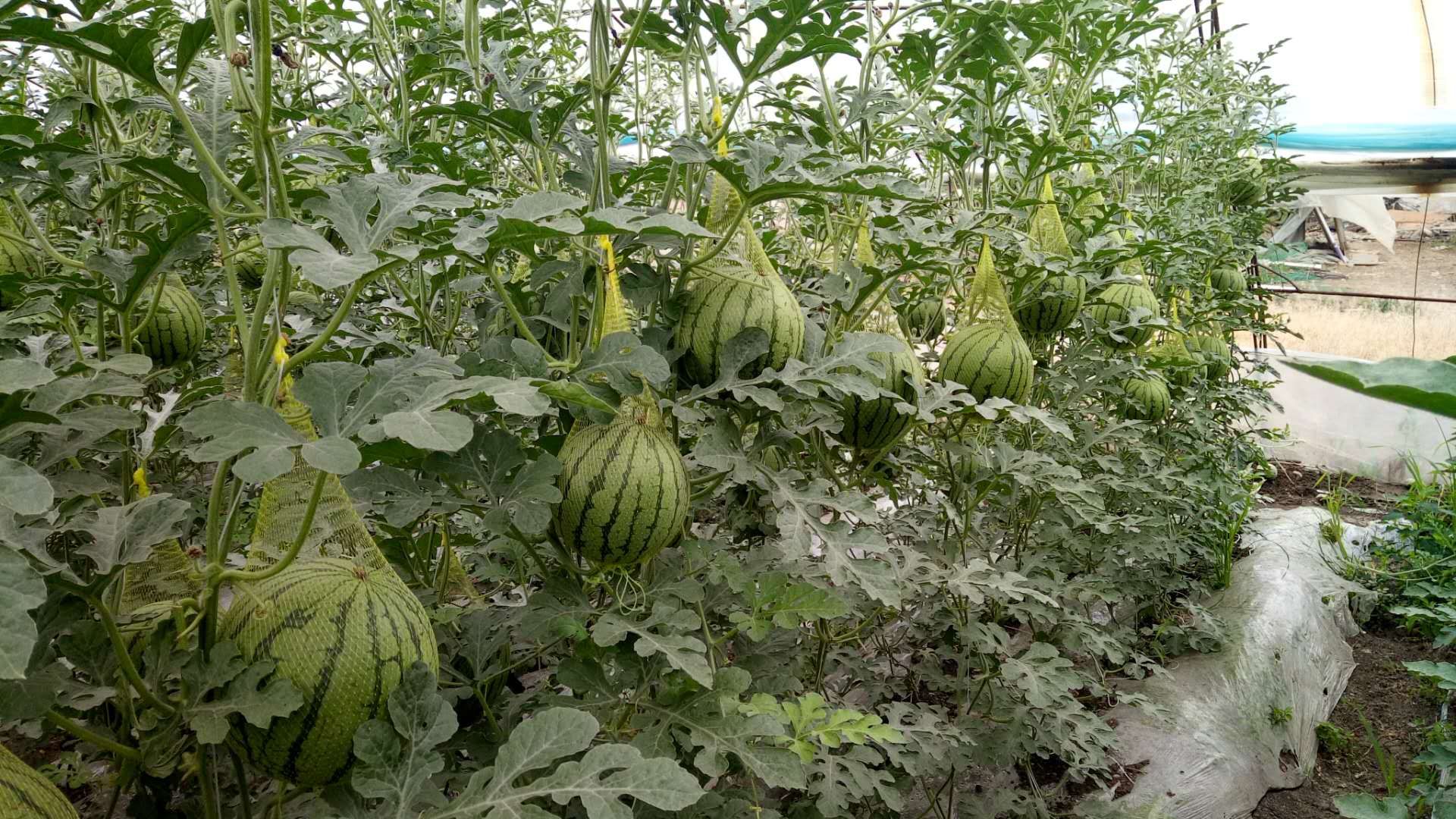 吉林松原市扶余市特小凤西瓜最新产地行情趋势