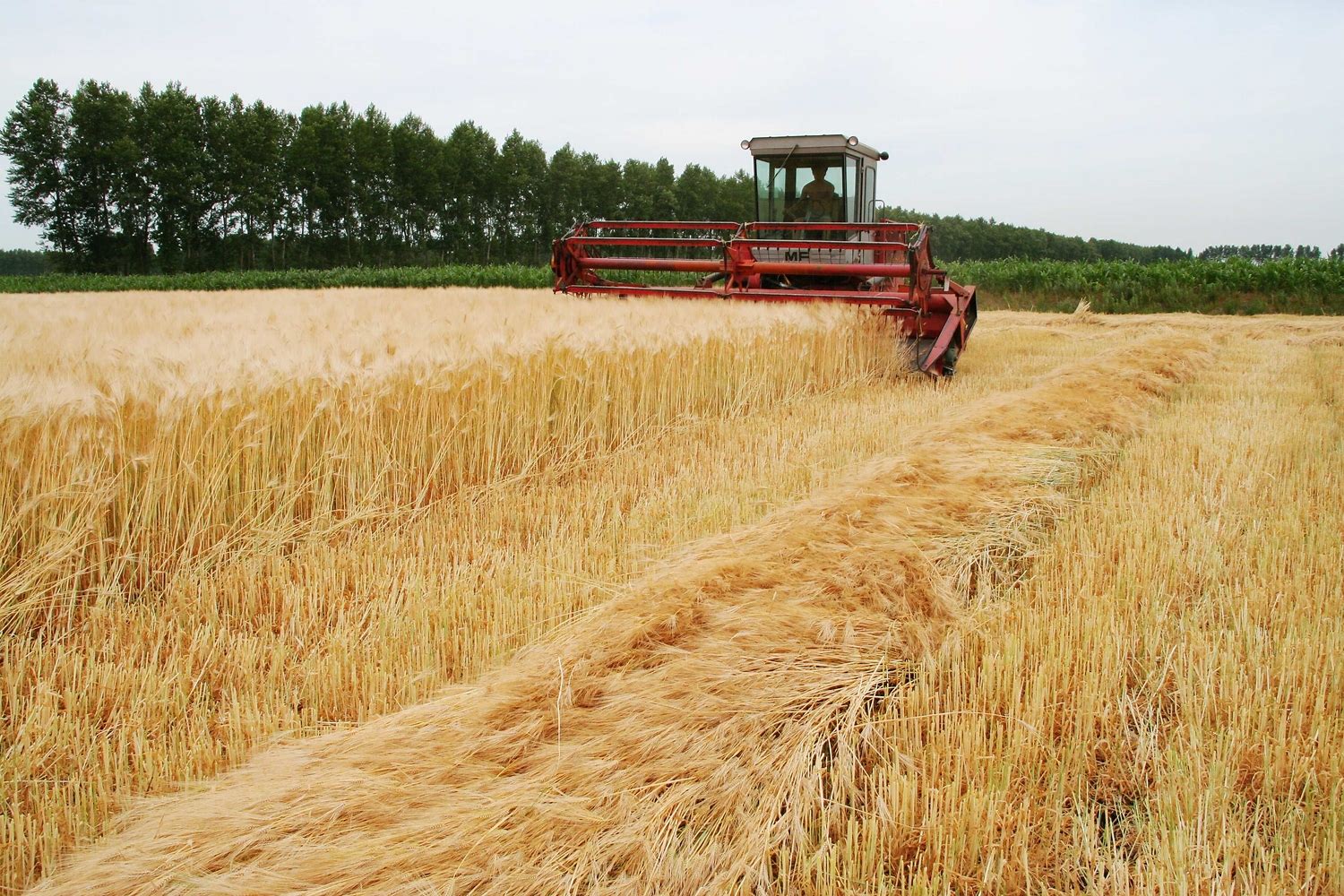 河南南阳市镇平县混合小麦最新产地行情趋势|