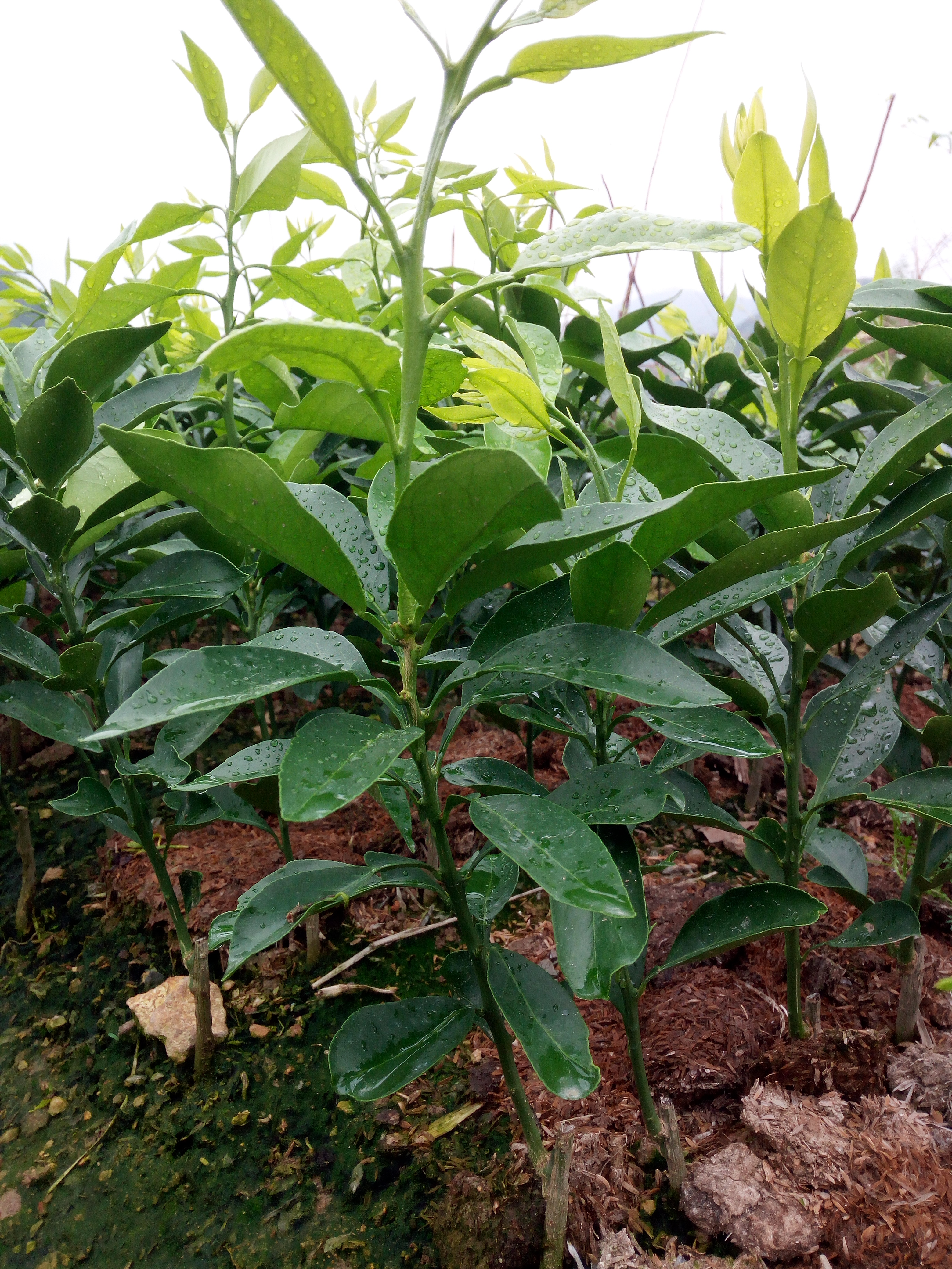红美人柑桔苗 种子 0.35~0.5米