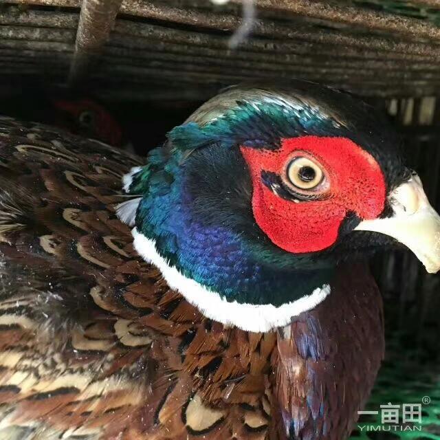 七彩山鸡1斤以下振丰积木图片