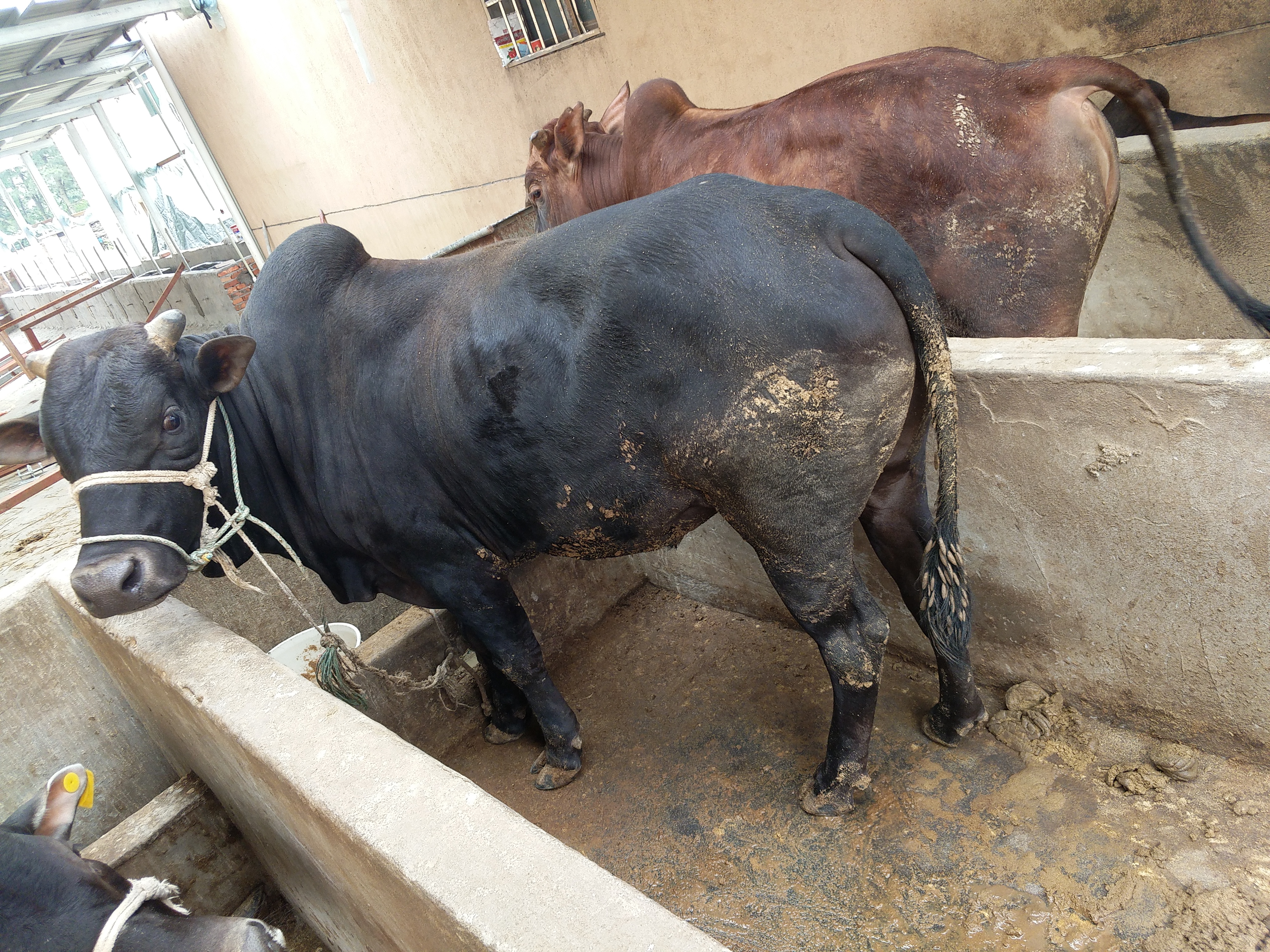 土黄牛 600-800斤 公牛