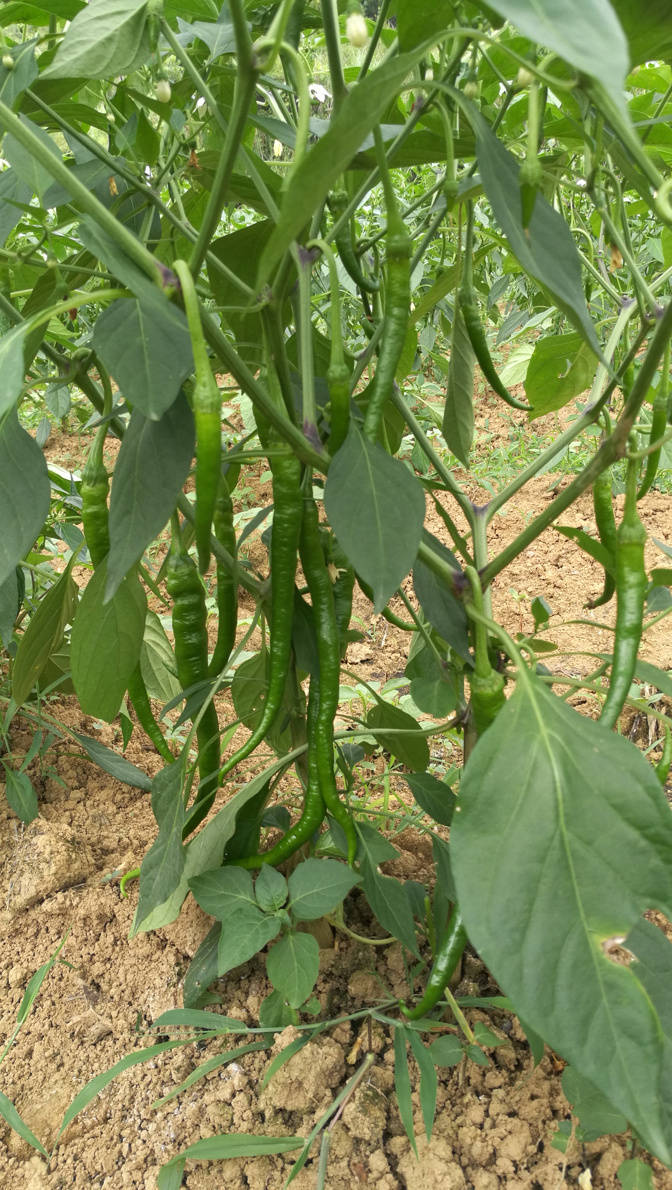 湘西凤凰县地理位置好,土地富晒含量高,辣椒生长好结果多