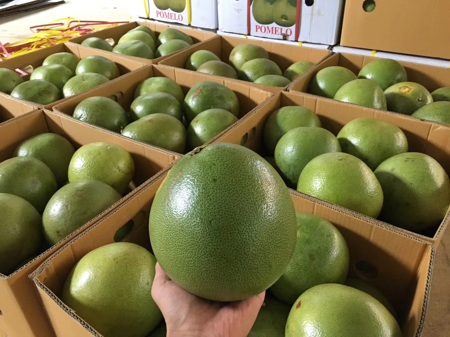 泰国青柚 2斤以上