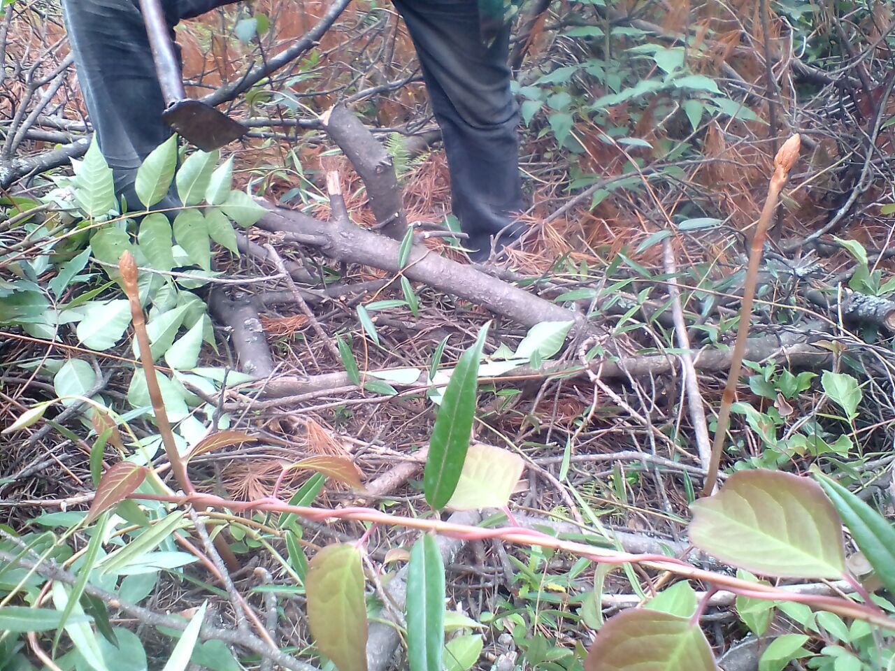 来自深山里的纯野生天麻新鲜天麻     