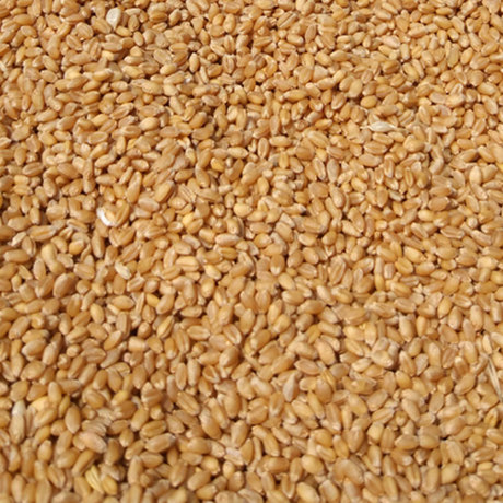 山东青岛市平度市混合小麦最新产地行情趋势|