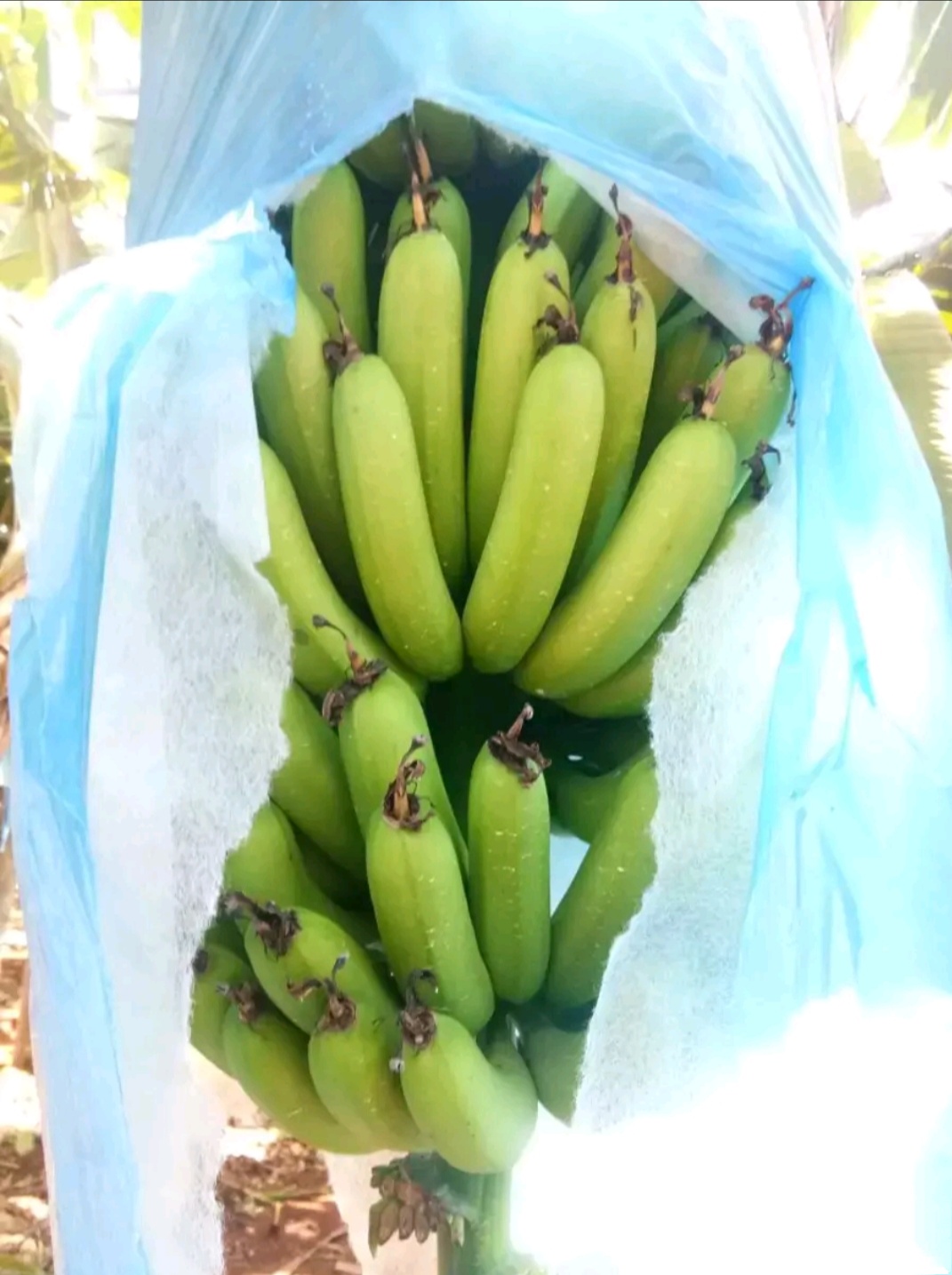 广东香蕉1号 七成熟 40斤以下