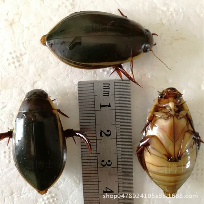龙虱