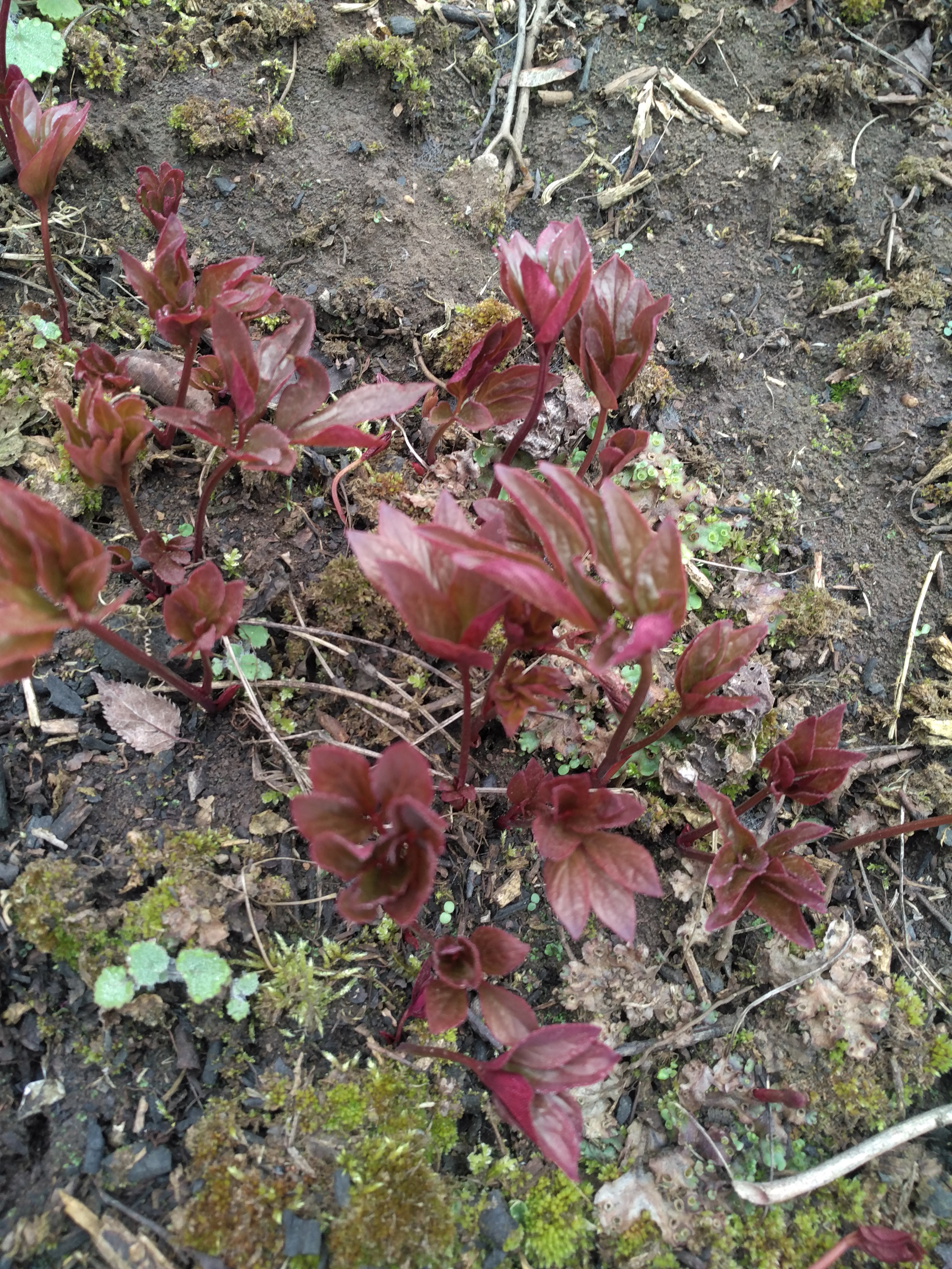 赤芍种苗芍药花苗赤芍小苗