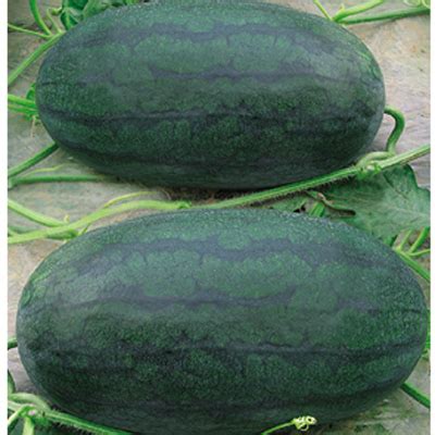 黑美人西瓜 有籽 1茬 8成熟 6斤打底