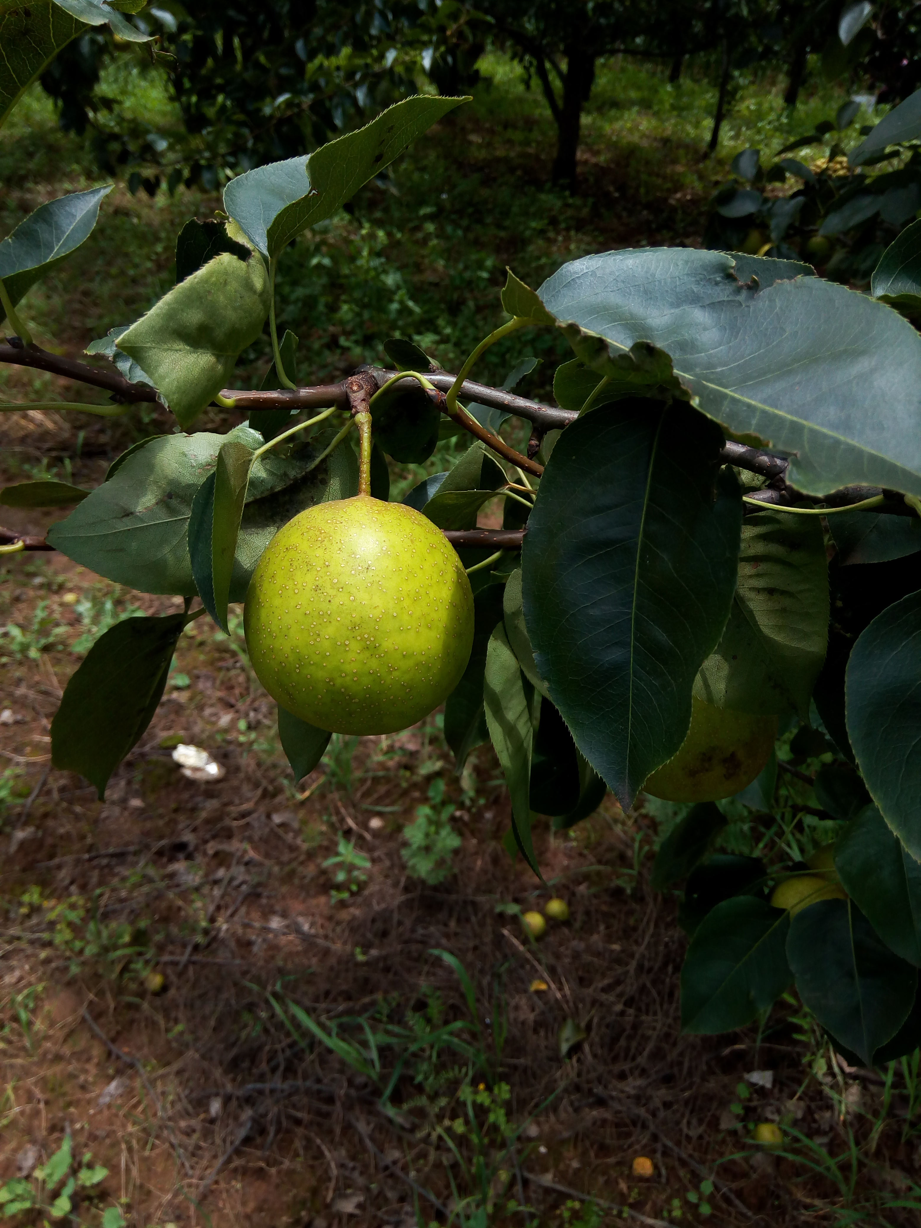 小水梨 450-500g 60mm以上