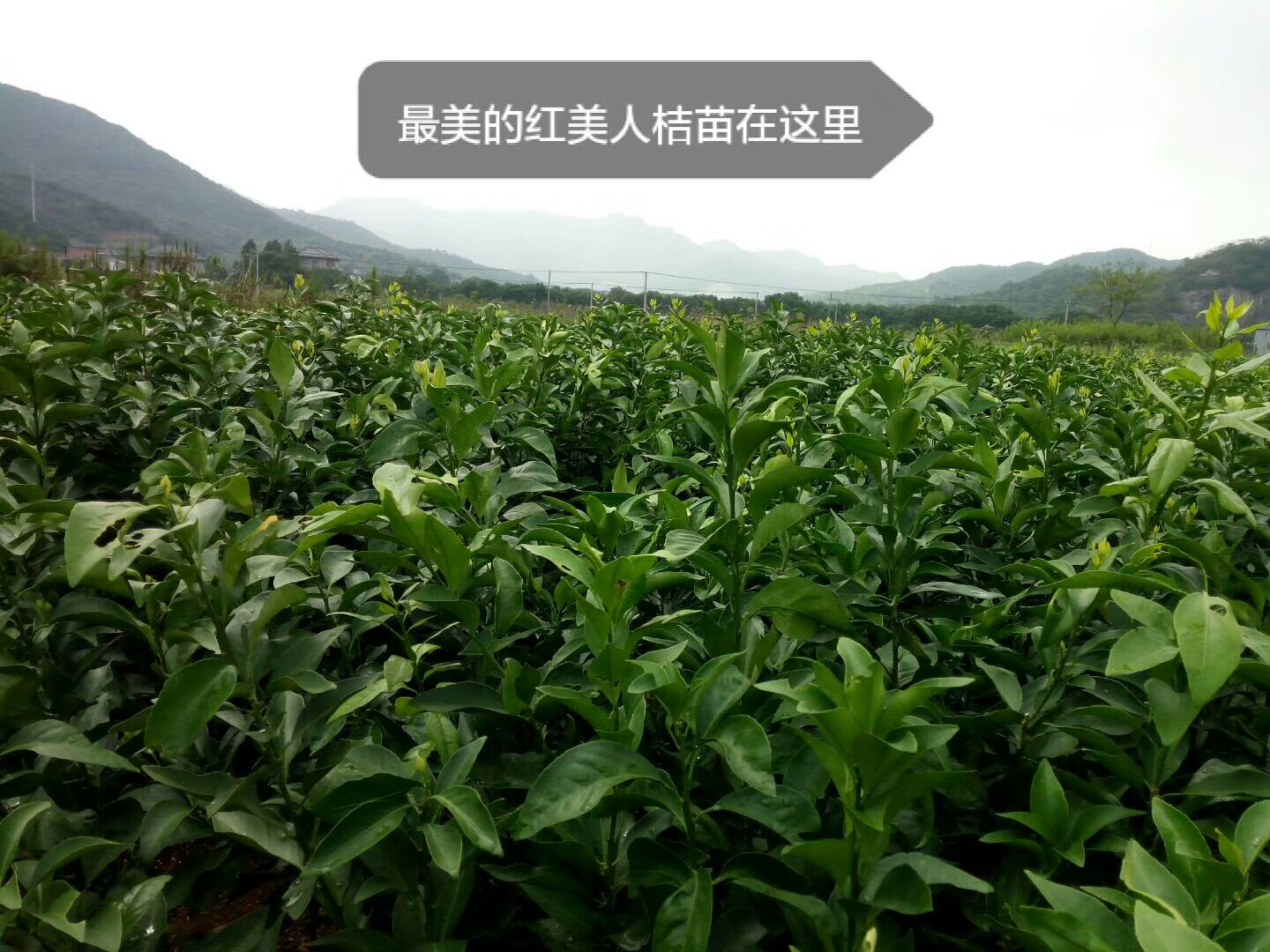 象山红美人柑橘苗 嫁接苗 0.5~1米