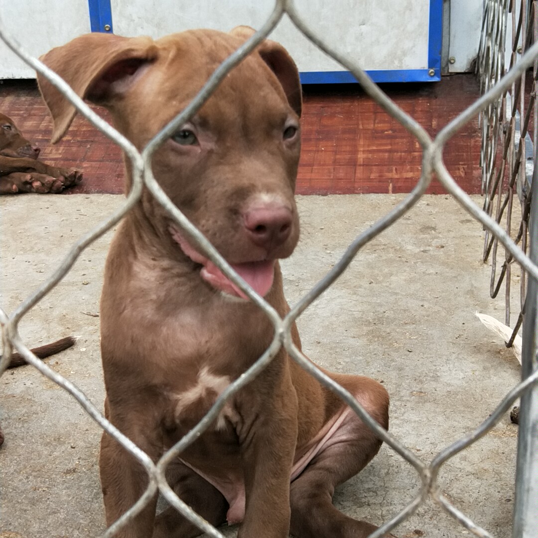 比特犬 