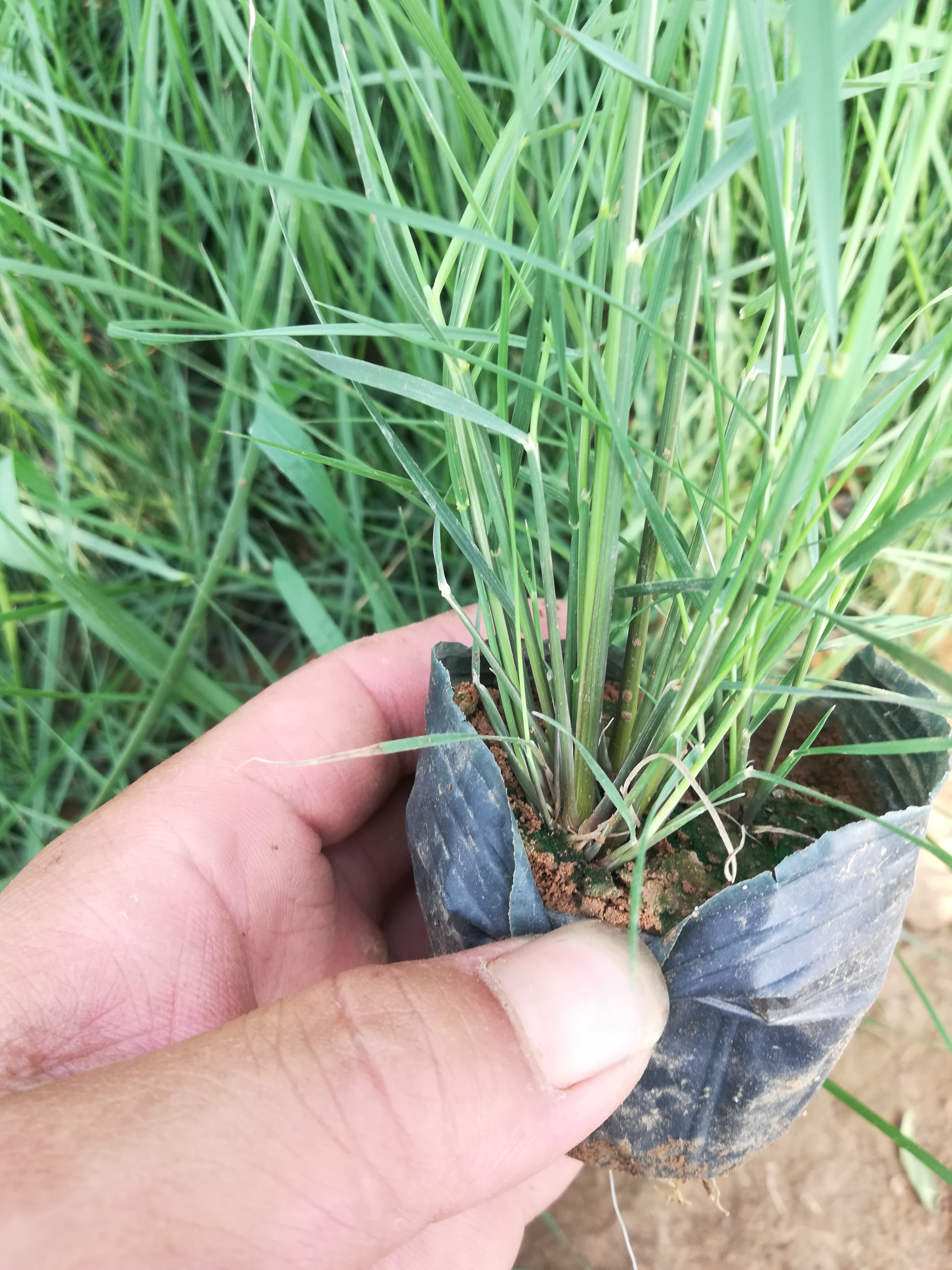 优质(红舞者)多芽粉黛乱子草基地直供    