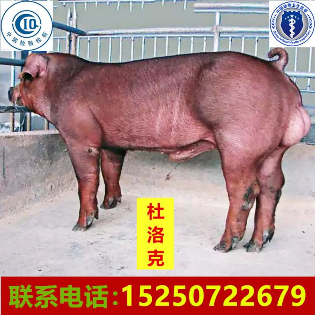杜洛克仔猪