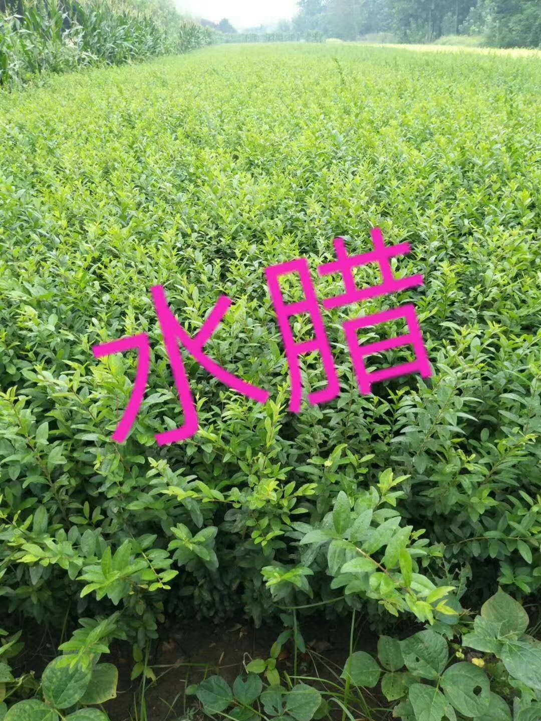陕西水蜡