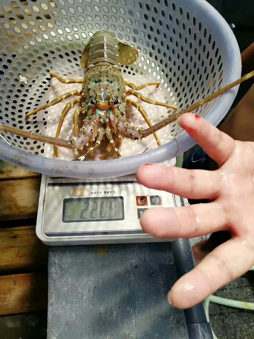 小青龙龙虾