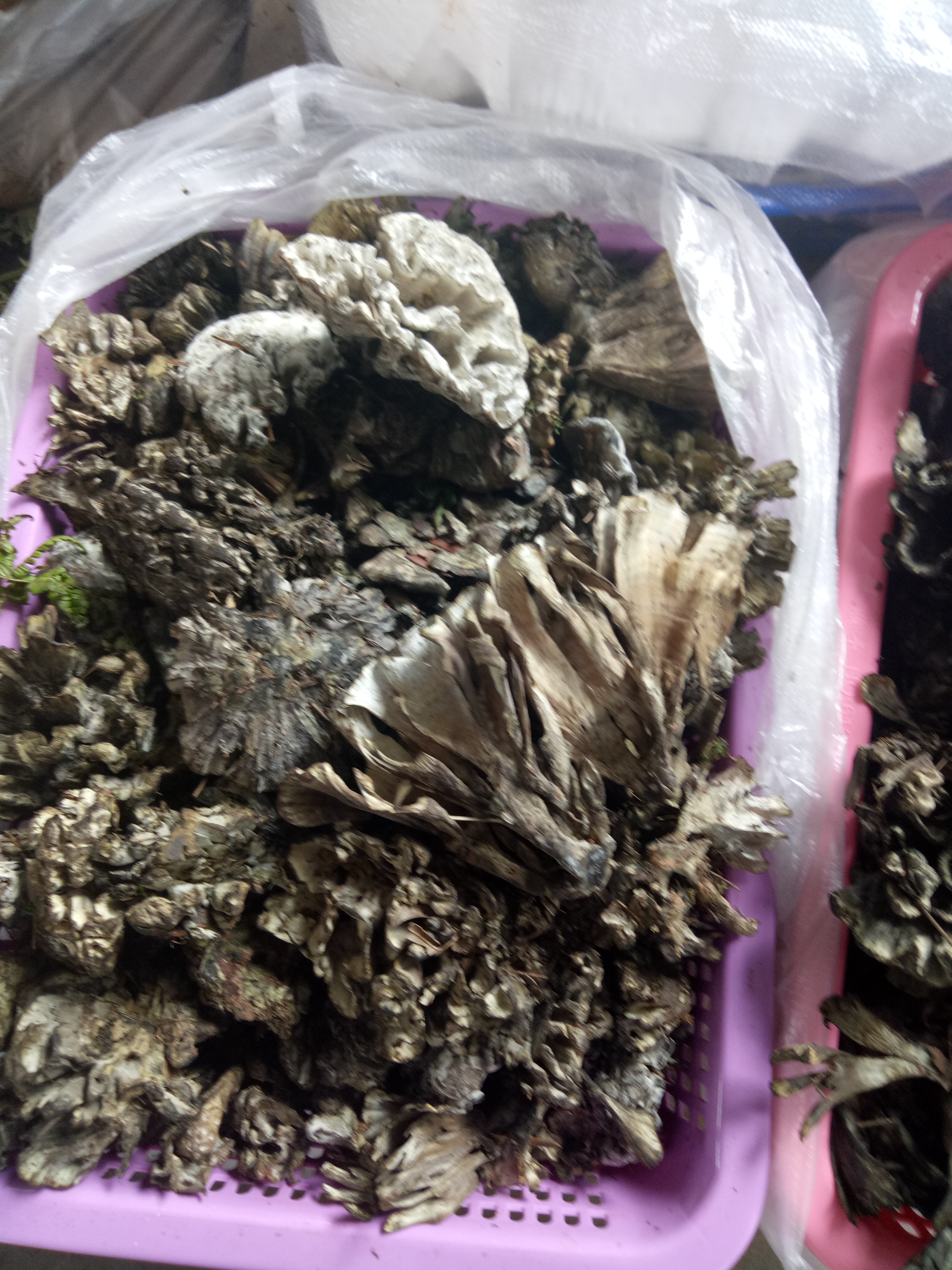 【干巴菌批发】干巴菌价格228元/斤 5斤起批 - 惠农网