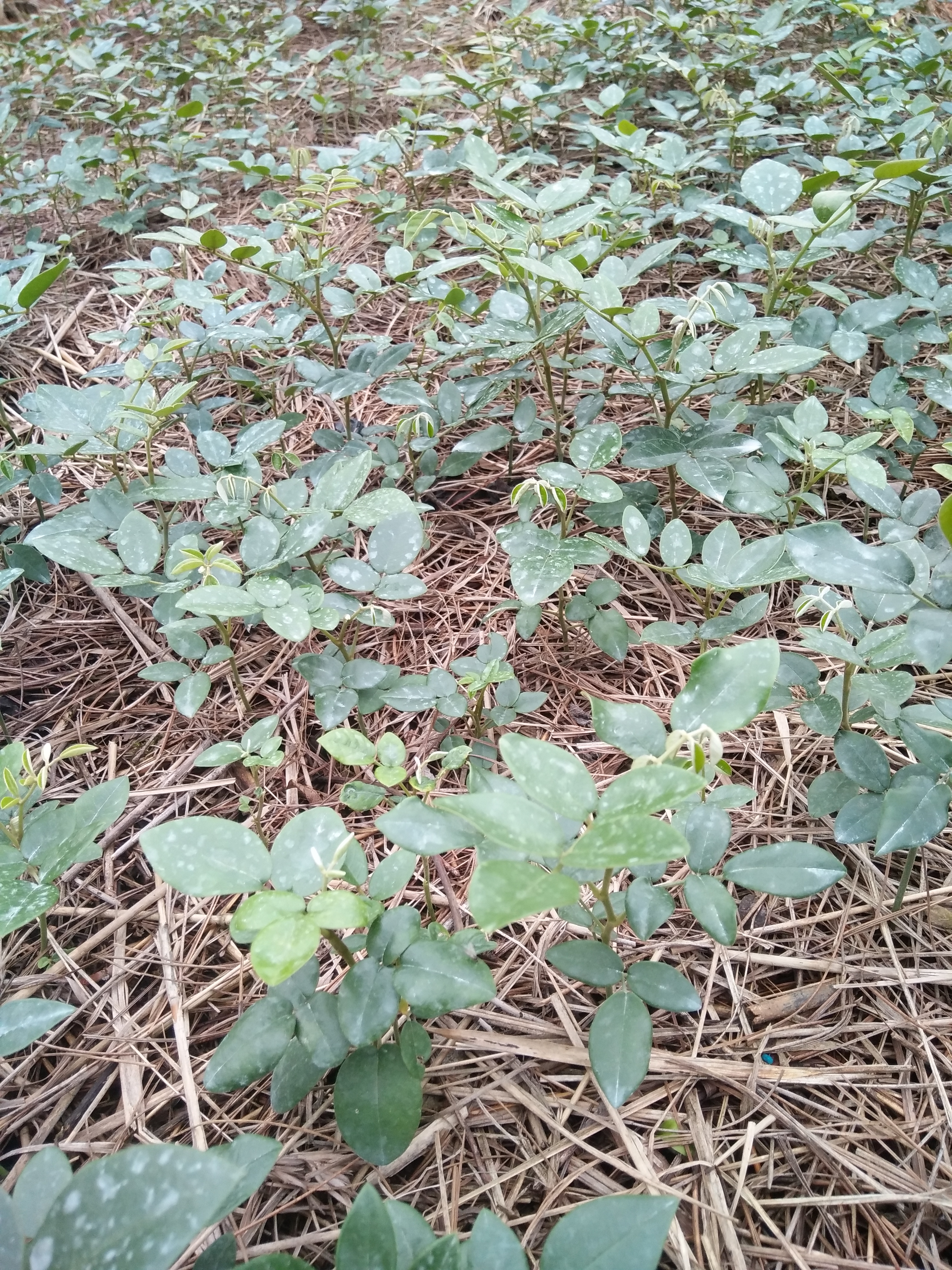 山豆根苗