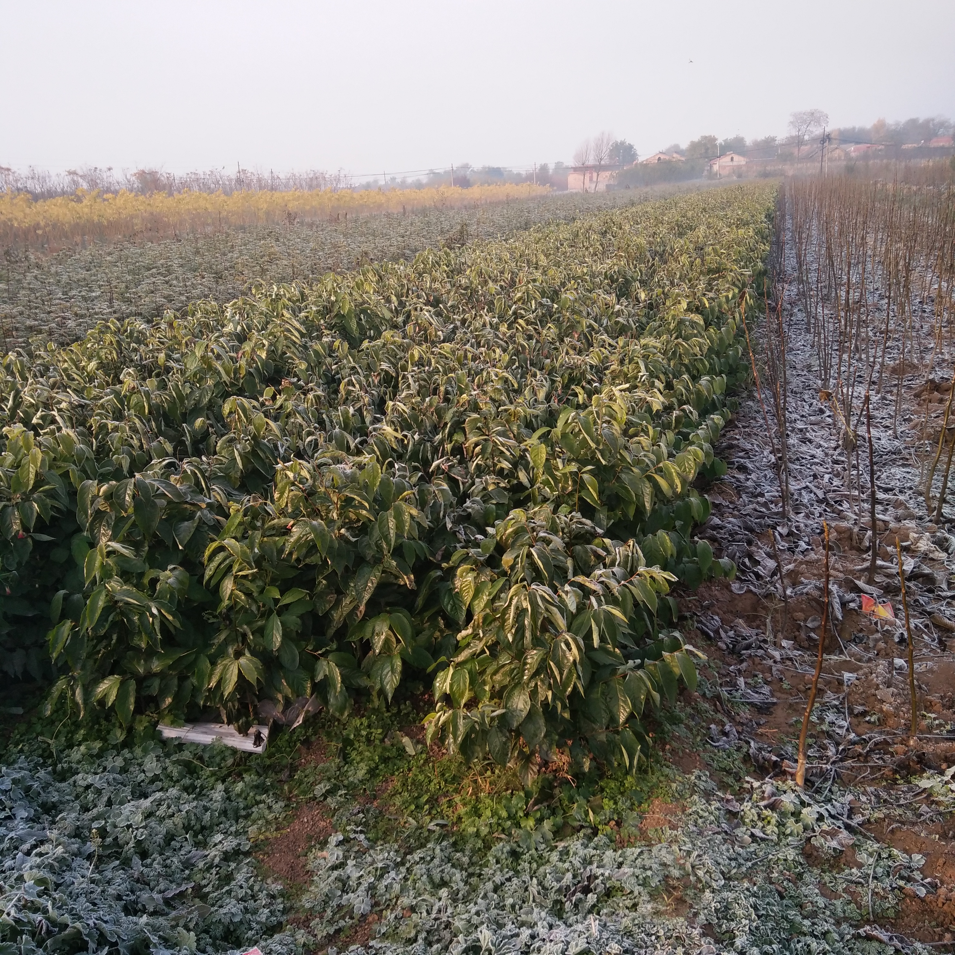 黑枣树苗,软枣苗,柿子实生苗,嫁接优良品种的柿子苗