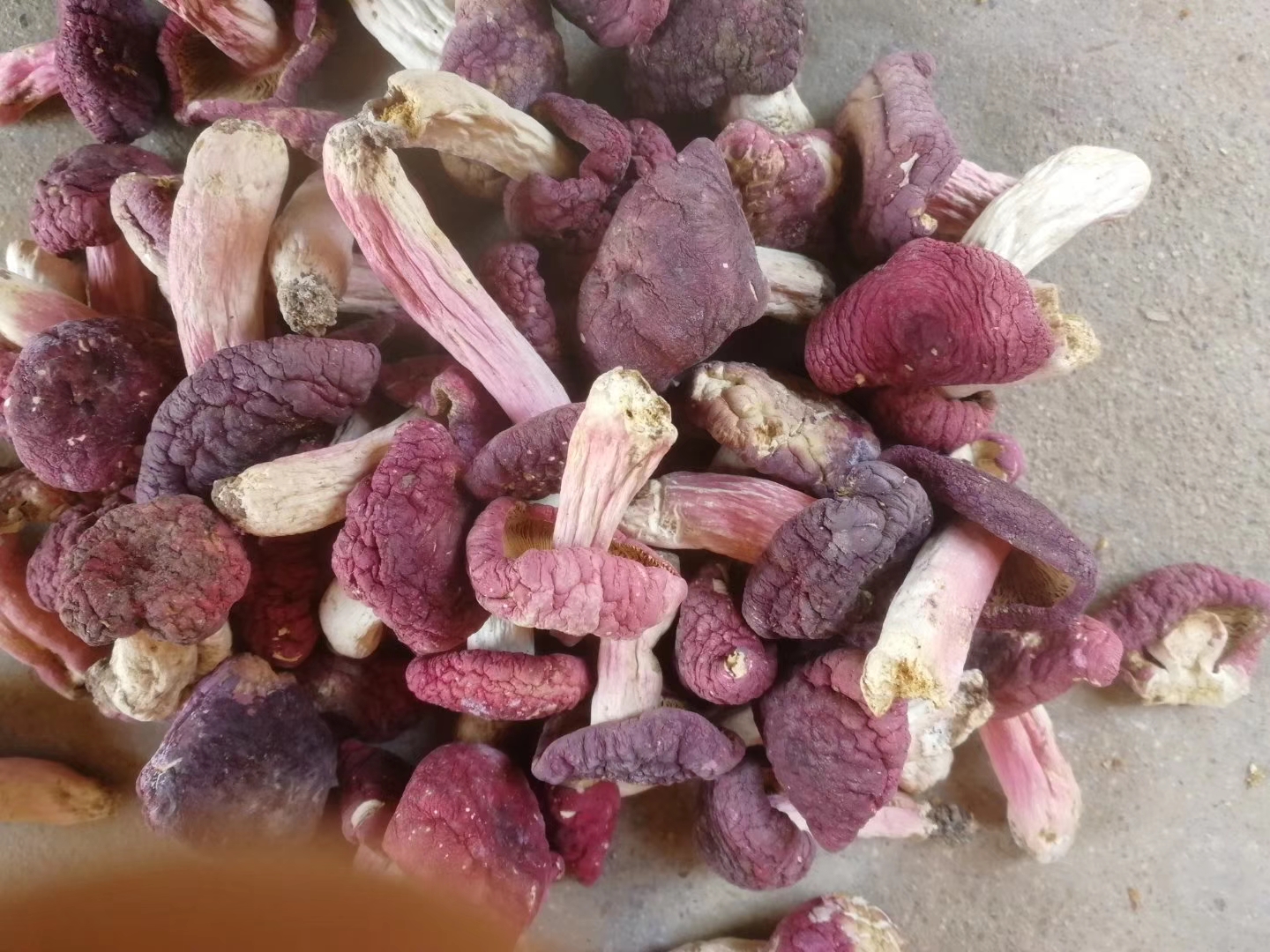 红菇