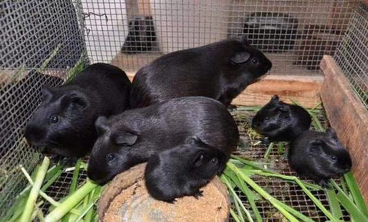 生态黑豚鼠
