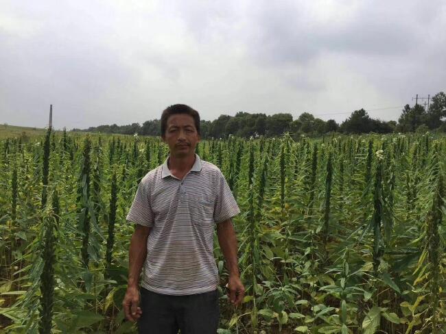 四棱型有性杂交黑芝麻新品种.属于中熟种.株高中等偏矮.全生育期90天.食品厂广州图片车间图片