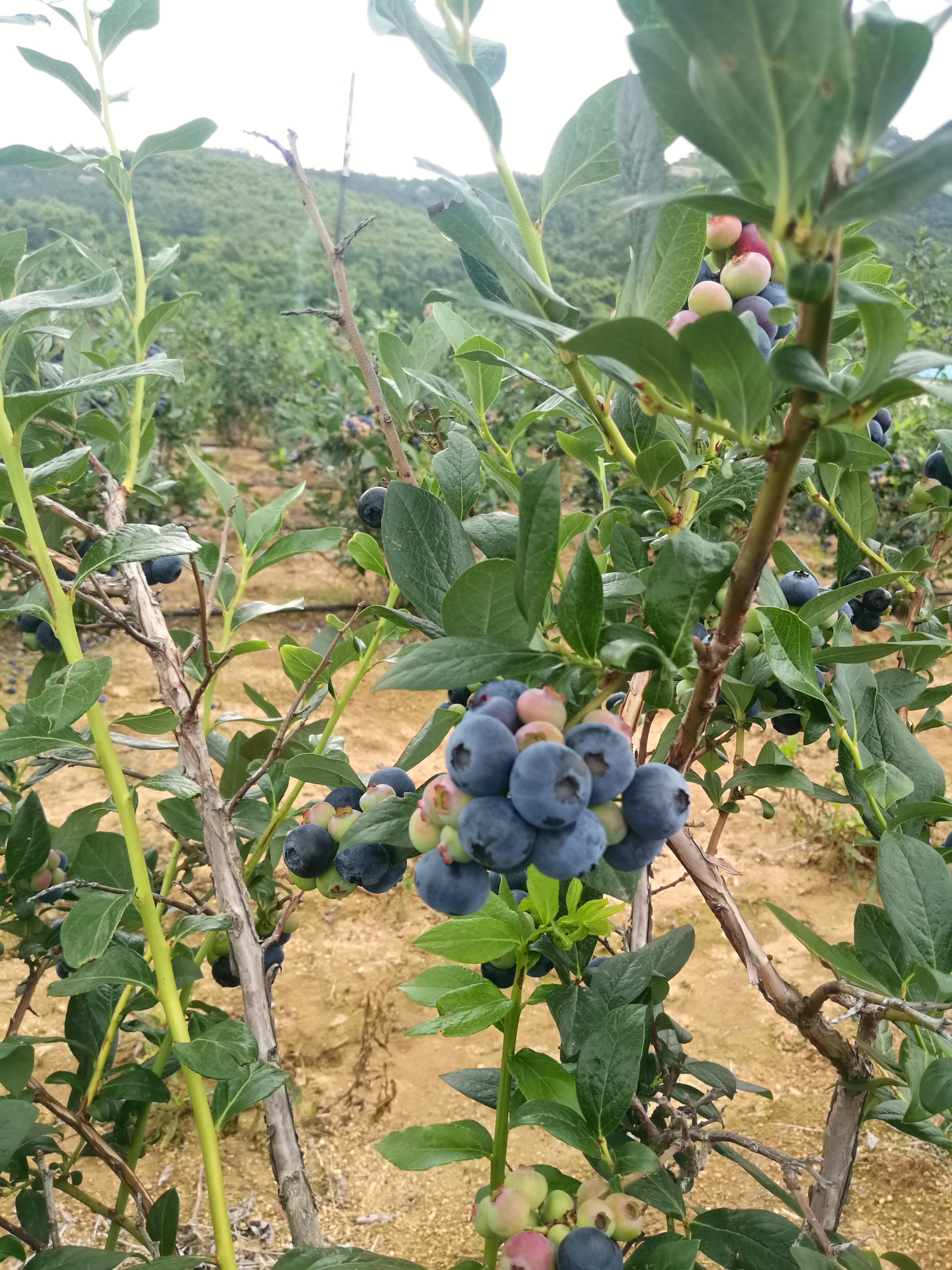 杜克蓝莓 鲜果 12 - 14mm以上