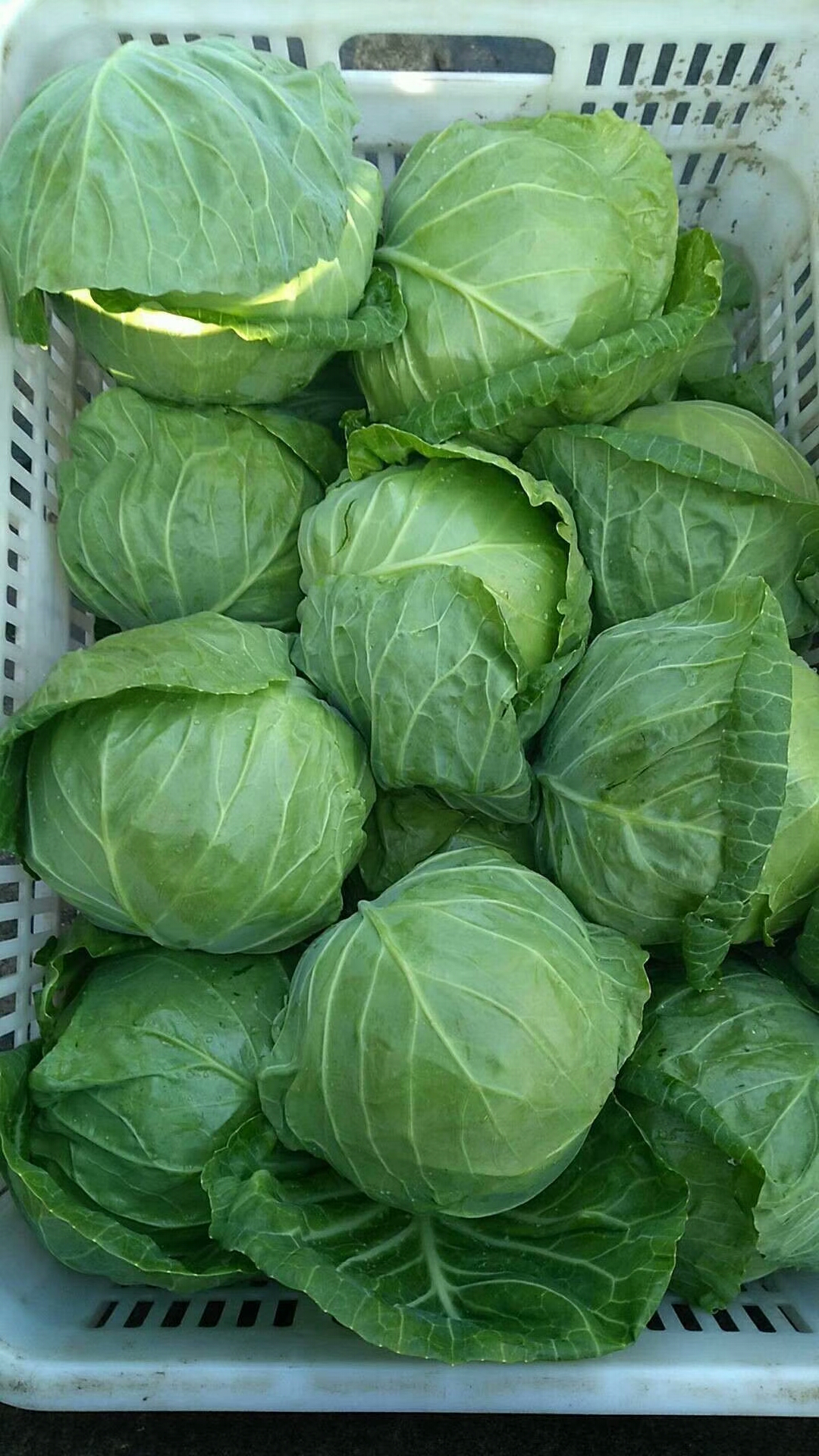 玲珑黄白菜 3~6斤 净菜