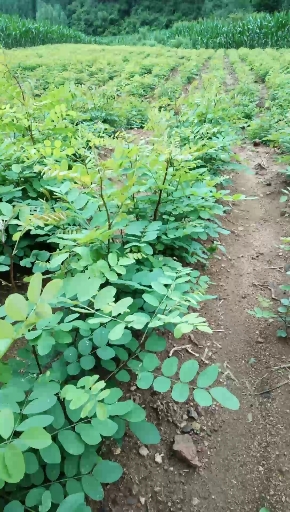 刺老芽 袋装 露天 鲜货