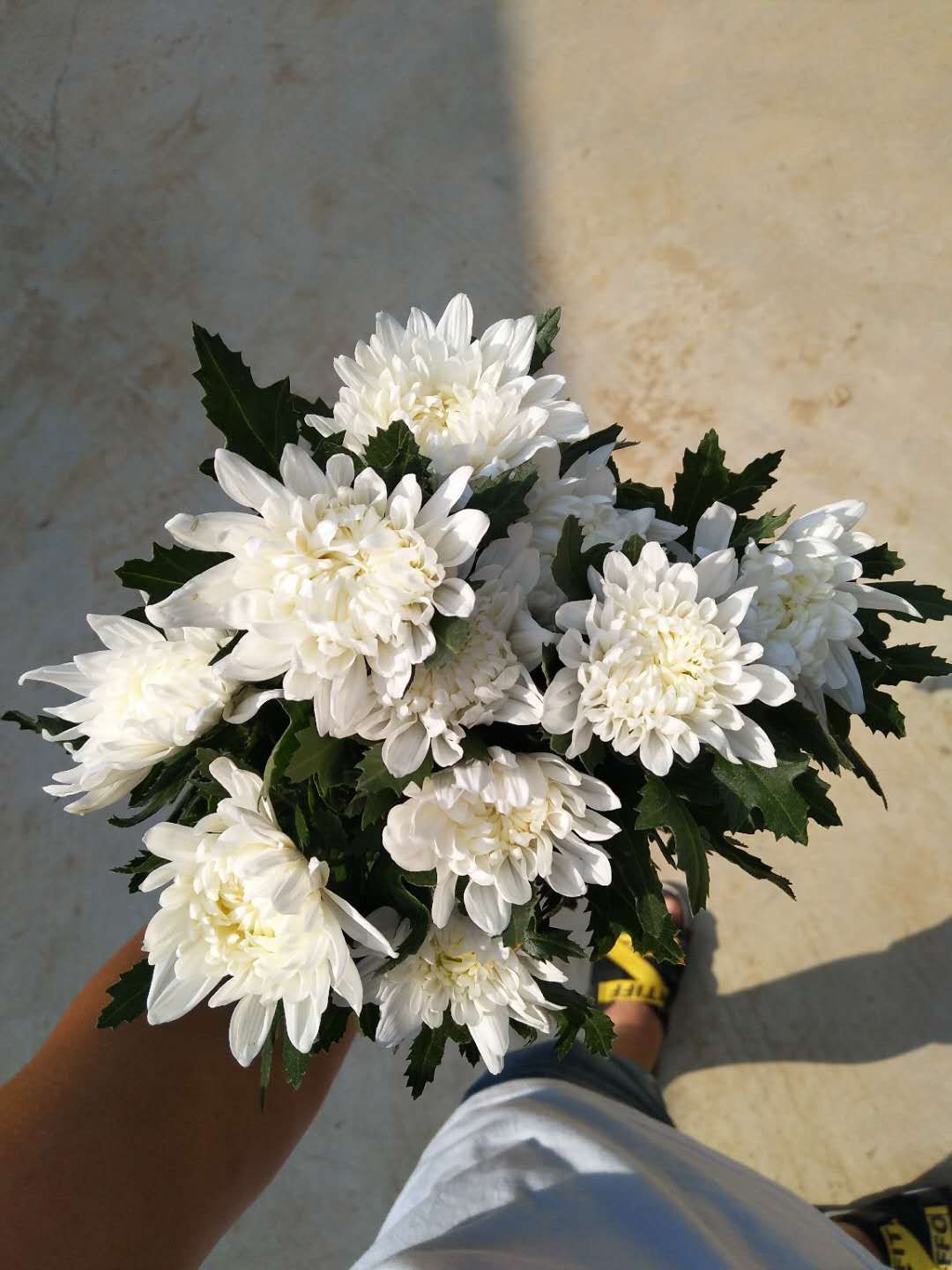 白菊花