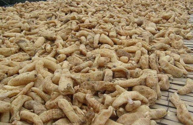 [乌红杂交天麻批发]乌红天麻价格85元/斤 - 惠农网